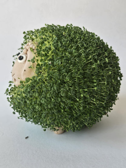 Chi-ko Sheep – Handmade Lamb-Shaped Ceramic Figurine with Edible Chia Sprouts